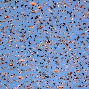 Meet your Posher, Dechen